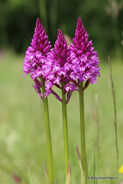 Pyramidal Orchid (Anacamptis pyramidalis)