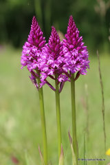 Pyramidal Orchid (Anacamptis pyramidalis)