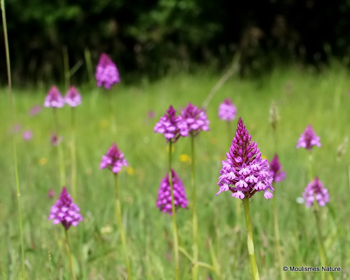 Pyramidal Orchid (Anacamptis pyramidalis)
