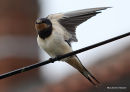 Barn Swallow (Hirundo rustica) juv, Hirondelle rustique