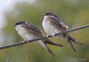Common House Martin (Delichon urbicum) ad, Hirondelle de fenêtre