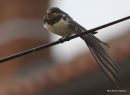 Barn Swallow (Hirundo rustica) juv, Hirondelle rustique