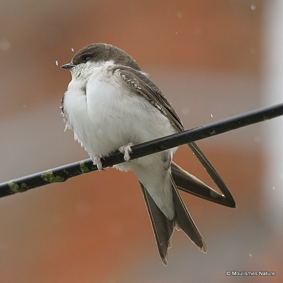 Common House Martin (Delichon urbicum) juv, Hirondelle de fenêtre