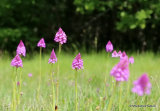 Pyramidal Orchid (Anacamptis pyramidalis)