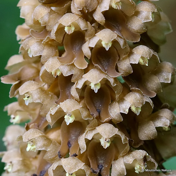 Bird's Nest Orchid (Neottia nidus-avis)