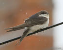 Common House Martin (Delichon urbicum) juv, Hirondelle de fenêtre