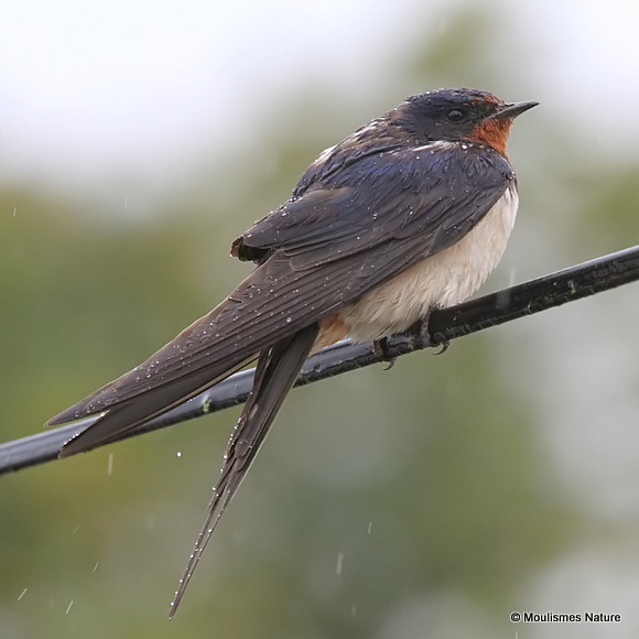 Barn Swallow (Hirundo rustica) ad-M, Hirondelle rustique