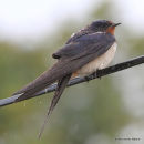 Barn Swallow (Hirundo rustica) ad-M, Hirondelle rustique