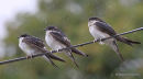 Common House Martin (Delichon urbicum) ad, Hirondelle de fenêtre