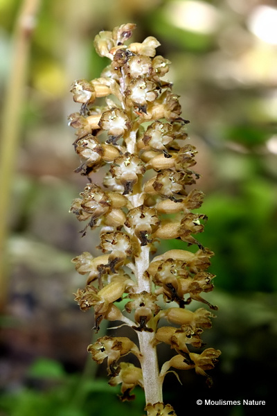Bird's Nest Orchid (Neottia nidus-avis)