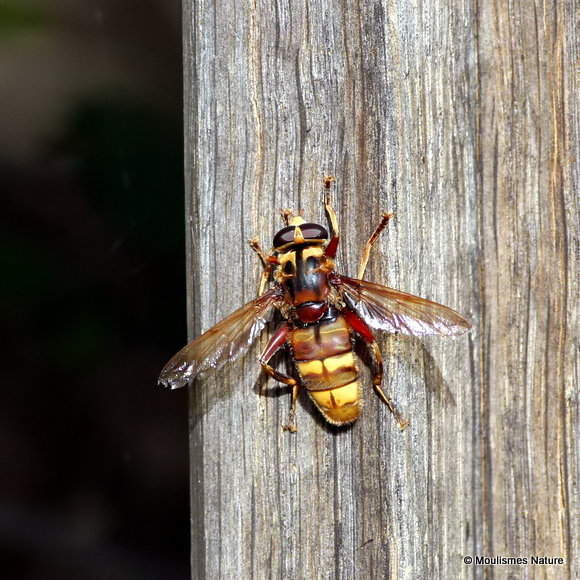 Milesia crabroniformis M