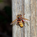 Milesia crabroniformis M