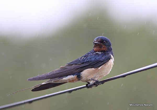 Barn Swallow (Hirundo rustica) ad-M, Hirondelle rustique