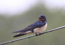Barn Swallow (Hirundo rustica) ad-M, Hirondelle rustique