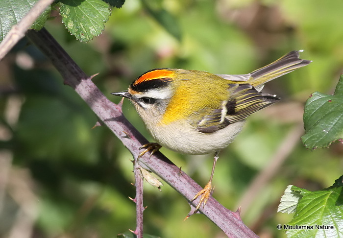 Firecrest (Regulus ignicapilla) M, Roitelet triple-bandeau
