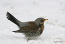 Fieldfare (Turdus pilaris)