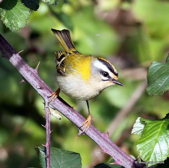 Firecrest (Regulus ignicapilla), Roitelet triple-bandeau