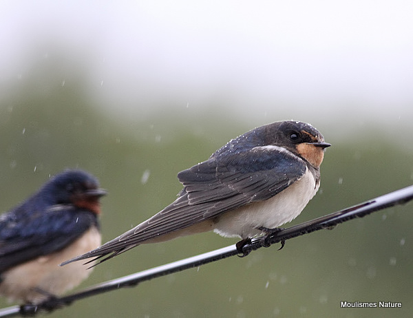 Barn Swallow (Hirundo rustica) juv, Hirondelle rustique