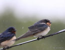 Barn Swallow (Hirundo rustica) juv, Hirondelle rustique
