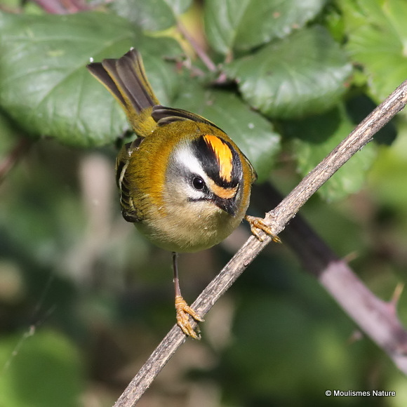 Firecrest (Regulus ignicapilla), Roitelet triple-bandeau