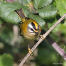 Firecrest (Regulus ignicapilla), Roitelet triple-bandeau