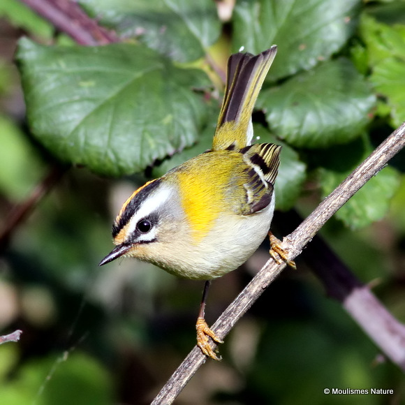 Firecrest (Regulus ignicapilla), Roitelet triple-bandeau
