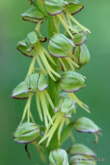 Man Orchid (Aceras anthropophorum)