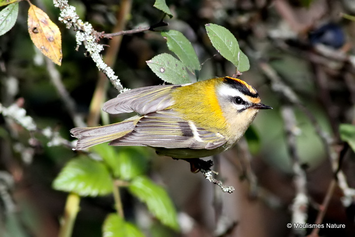 Firecrest (Regulus ignicapilla), Roitelet triple-bandeau