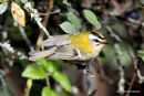 Firecrest (Regulus ignicapilla), Roitelet triple-bandeau