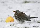 Fieldfare (Turdus pilaris)