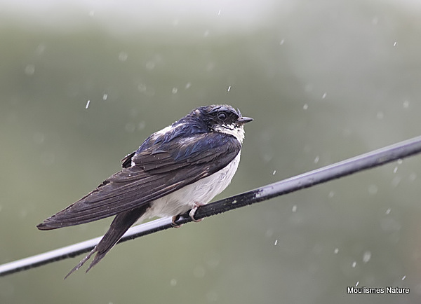 Common House Martin (Delichon urbicum) ad, Hirondelle de fenêtre