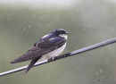 Common House Martin (Delichon urbicum) ad, Hirondelle de fenêtre