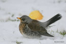 Fieldfare (Turdus pilaris)