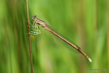 Orange White-legged Damselfly (Platycnemis acutipennis) M-imm