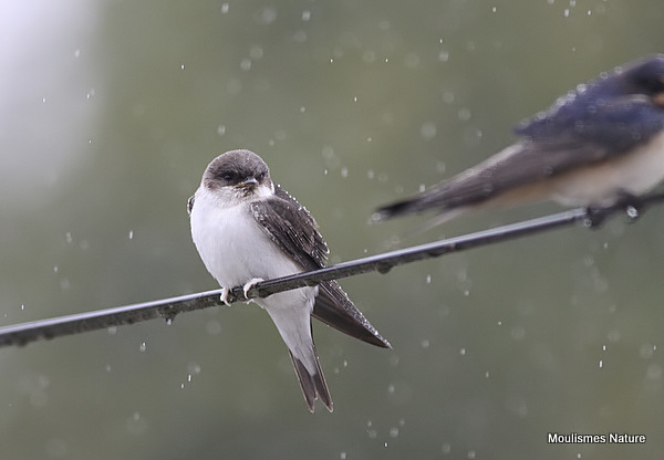 Common House Martin (Delichon urbicum) juv, Hirondelle de fenêtre