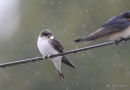 Common House Martin (Delichon urbicum) juv, Hirondelle de fenêtre