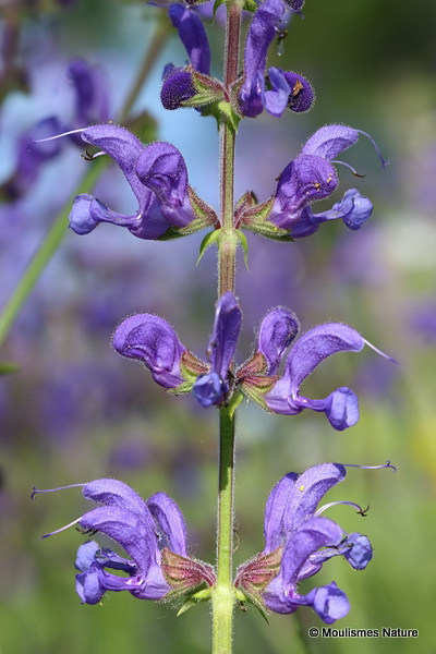 Salvia pratensis, Meadow Clary
