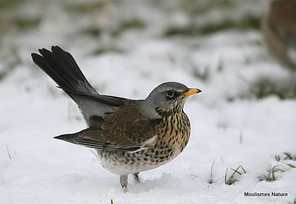 Fieldfare (Turdus pilaris)