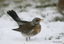 Fieldfare (Turdus pilaris)