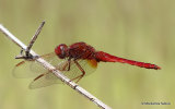 Scarlet Darter (Crocothemis erythraea) M