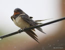 Barn Swallow (Hirundo rustica) ad-M, Hirondelle rustique