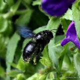 Carpenter Bee sp. (Xylocopa violacea/valga)