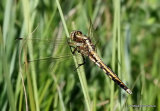 White-tailed Skimmer (Orthetrum albistylum) M-imm