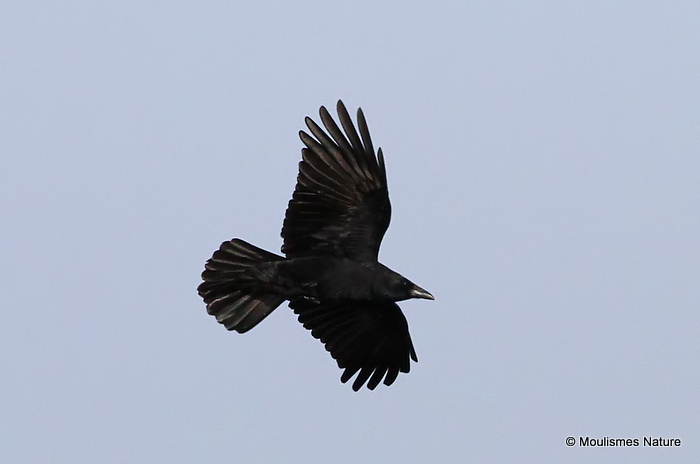 Carrion Crow (Corvus corone)