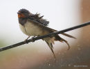 Barn Swallow (Hirundo rustica) ad-M, Hirondelle rustique