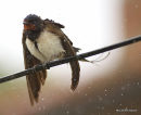 Barn Swallow (Hirundo rustica) ad-M, Hirondelle rustique