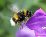 Bombus terrestris/B. lucorum