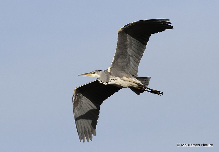 Grey Heron (Ardea cinerea) Juv/1W, Héron cendré