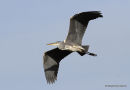 Grey Heron (Ardea cinerea) Juv/1W, Héron cendré
