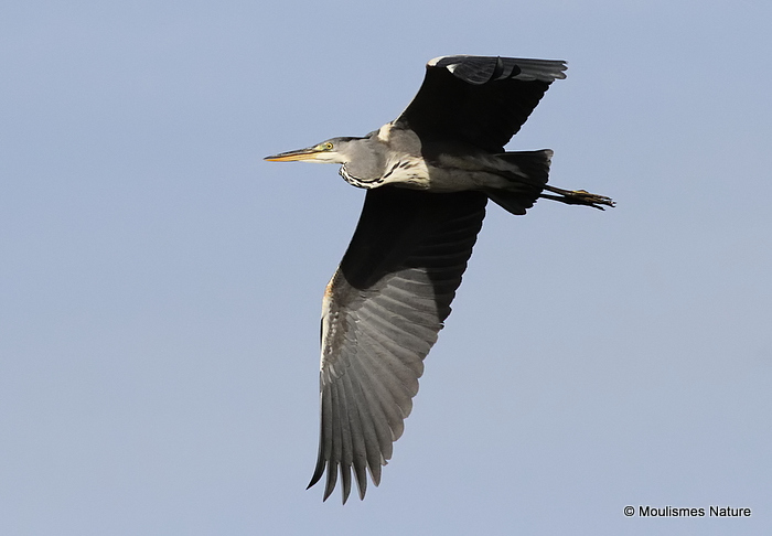 Grey Heron (Ardea cinerea) Juv/1W, Héron cendré